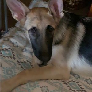 Meet your Posher, Dannie